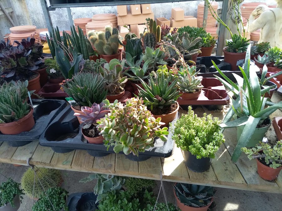 Planta del vivero Jardinería Adrover