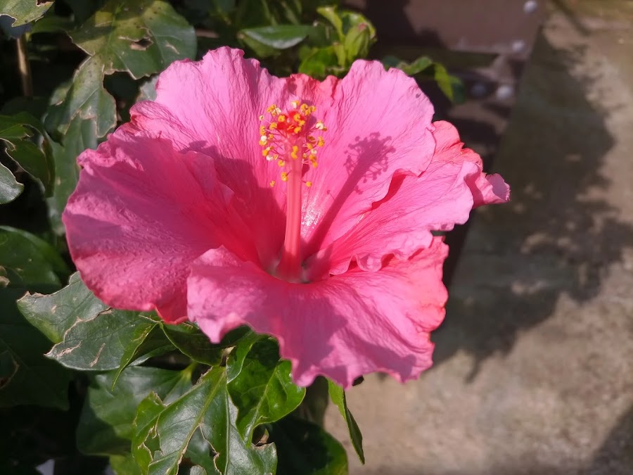 Planta del vivero Jardinería Adrover
