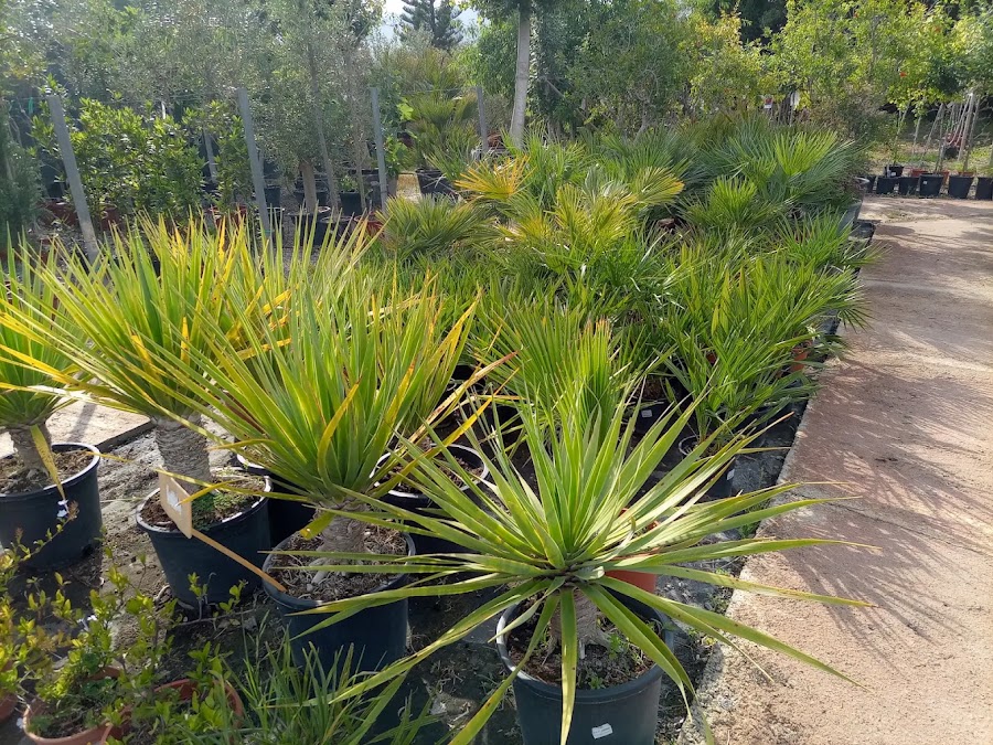 Diseño y plantación