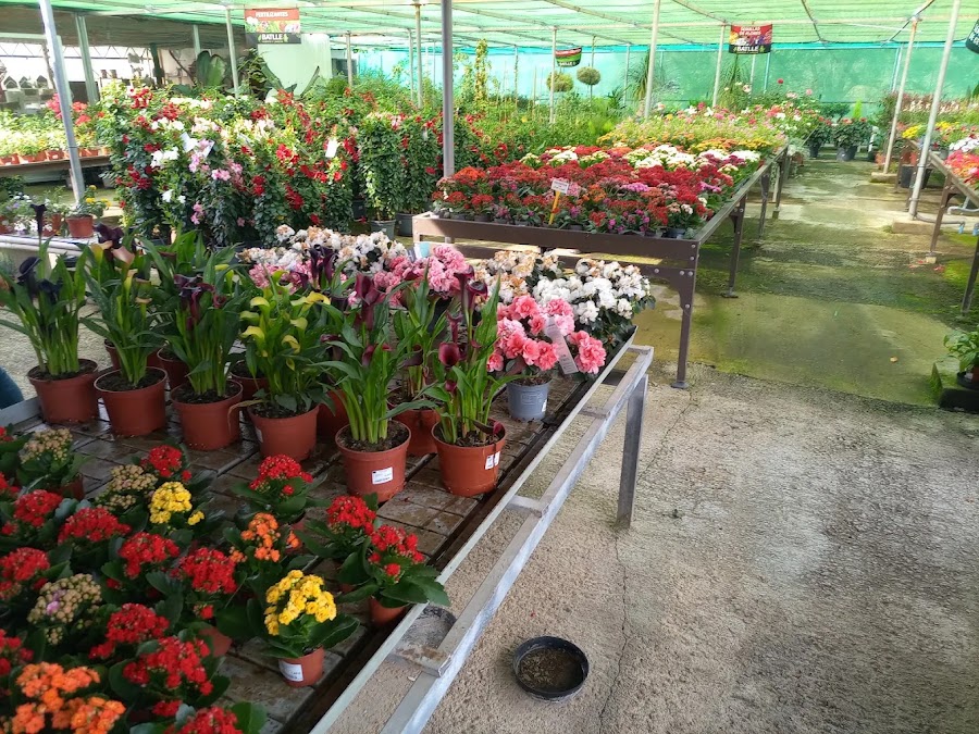 Planta del vivero Jardinería Adrover